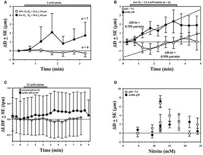 Nitrite-Mediated Hypoxic Vasodilation Predicted from Mathematical Modeling and Quantified from in Vivo Studies in Rat Mesentery